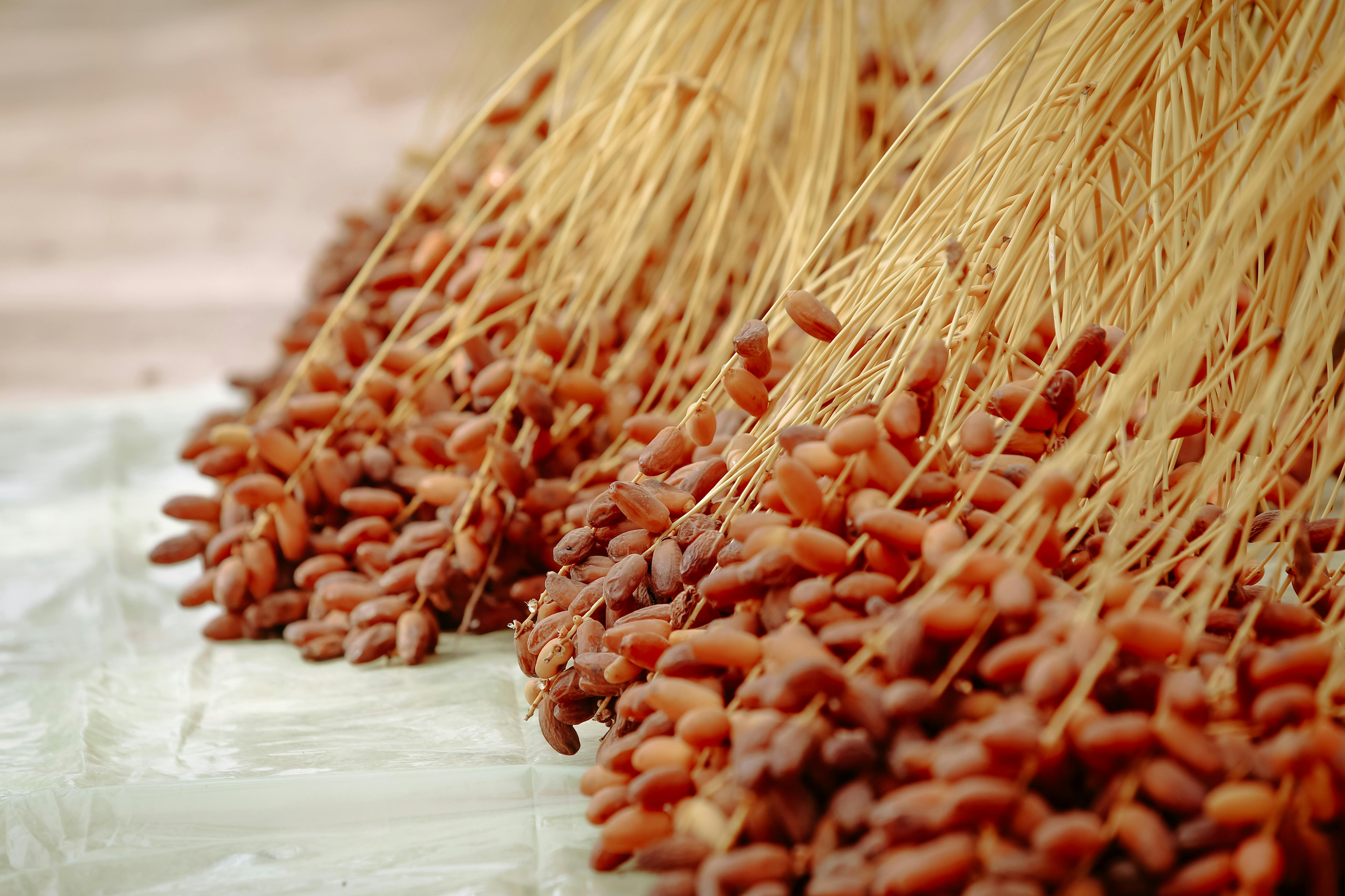 resources_page.date_palm